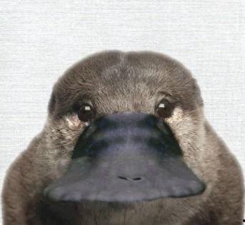 娱乐吃瓜酱鸭嘴兽,娱乐吃瓜酱的趣味揭秘之旅